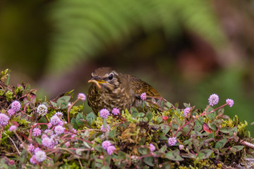 view of a beautiful bird in nature