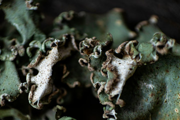Macro Lichen