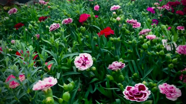Closeup of gorgeous colorful wild carnation flowers in 4k