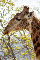 Giraffe South Africa