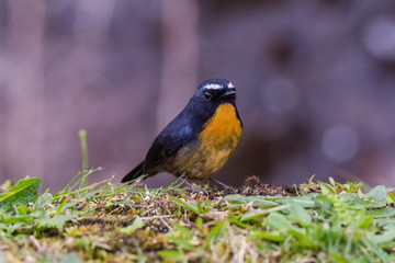 view of a beautiful bird in nature