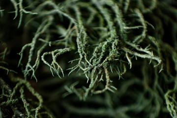 Macro lichen