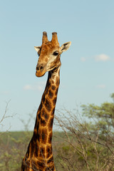 Giraffe South Africa