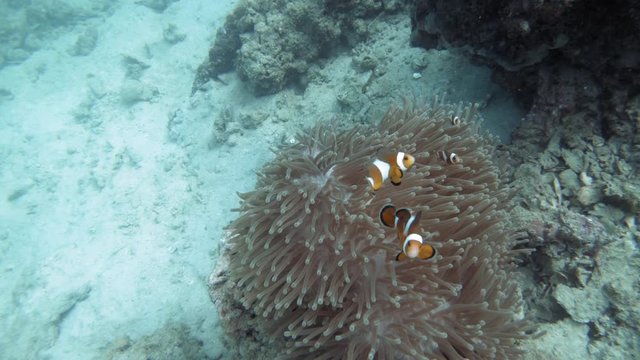 Beautiful family of Common Clownfish swimming and living by a Heteractis Magnifica Sea Anemone - underwater