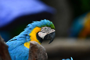 Blue and Gold Macaws