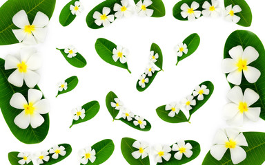 Plumeria flower.White frangipani tropical flower and leave frame isolated on white background