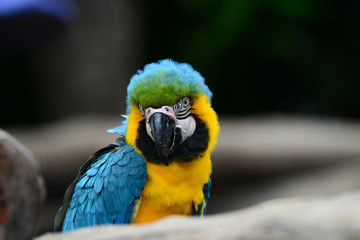 Blue and Gold Macaws