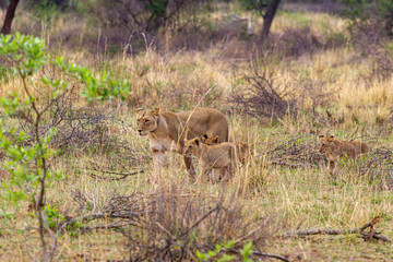 South African Lion in the Savanna