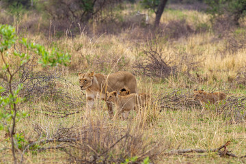 South African Lion in the Savanna
