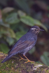 Obraz premium view of a beautiful bird in nature