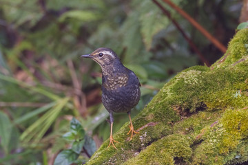 view of a beautiful bird in nature