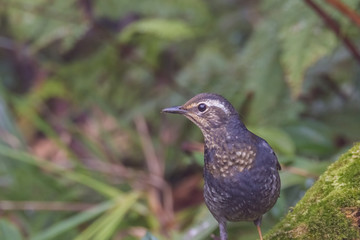 view of a beautiful bird in nature