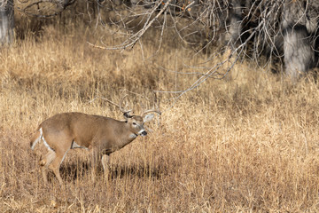 Buck Whitetail Deer in Colorado During the Fall Rut