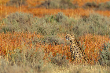 Cheetah, South Africa