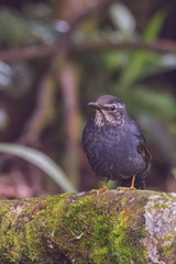 view of a beautiful bird in nature