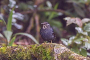 view of a beautiful bird in nature