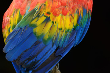 Obraz premium Feather detail of Macaw
