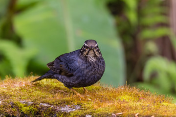 view of a beautiful bird in nature