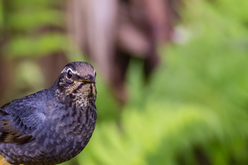 view of a beautiful bird in nature