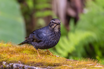 view of a beautiful bird in nature