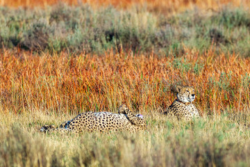 Cheetah, South Africa