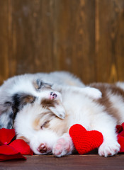 Fototapeta na wymiar Australian Shepherd puppies sleeping hugging each other next to a red plush heart on a dark wooden background