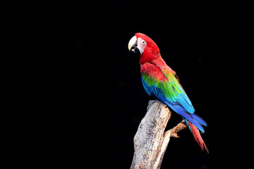 Scarlet macaws
