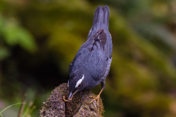 view of a beautiful bird in nature