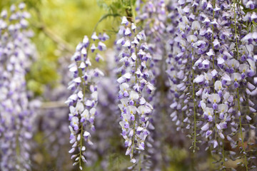 Obraz premium Wisteria, a famous flower of spring