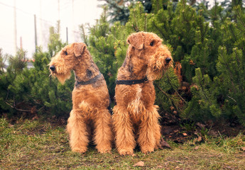 Two friendly dogs sit together on background of green Christmas trees in grass. Horizontal photo of Pets.