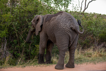 Elephant in the bushes in South Africa