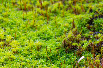 Bright green moss, macro photo, selective focus