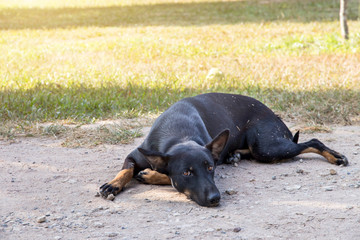 Dog,black vagrant dog squat outside watching staring at camera. The dog looking at...