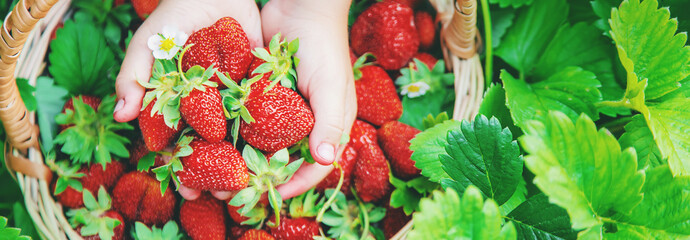 The child collects strawberries in the garden. Selective focus.