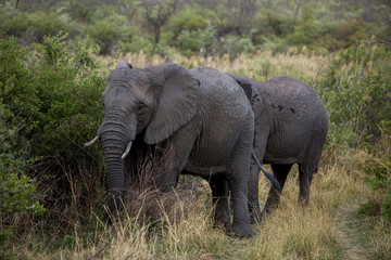 Naklejka na ściany i meble Elephant in the bushes in South Africa
