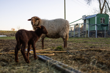 Kleines Lamm in der Abendsonne