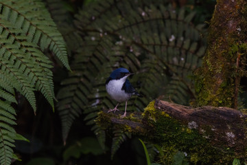 view of a beautiful bird in nature