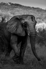 Fototapeta na wymiar Elephant in the bushes in South Africa