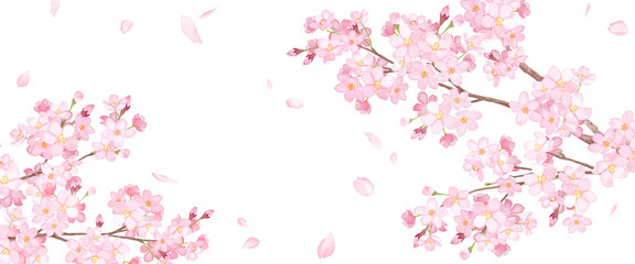 春の花：桜と散る花びらのアシンメトリー背景　水彩イラスト - obrazy, fototapety, plakaty