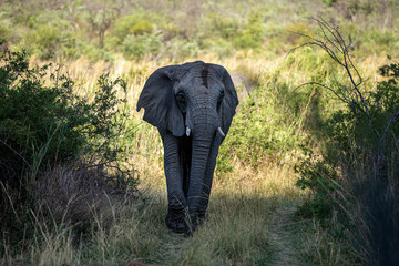 Obraz premium Elephant in the bushes in South Africa