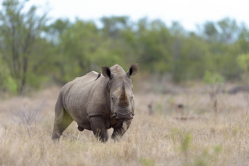 Rhino in the wilderness rhinoceros