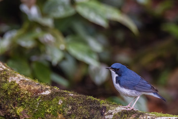 view of a beautiful bird in nature