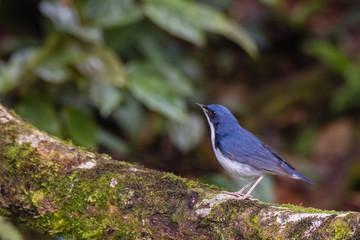 view of a beautiful bird in nature