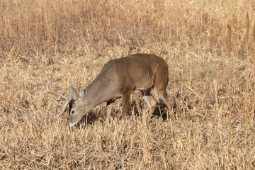 Buck Whitetail Deer in Colorado During the Fall Rut