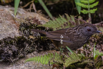 view of a beautiful bird in nature