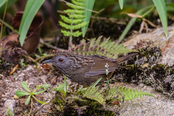 view of a beautiful bird in nature