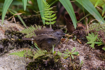 view of a beautiful bird in nature