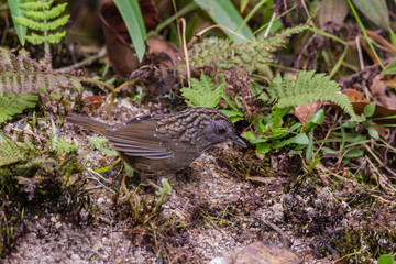 view of a beautiful bird in nature