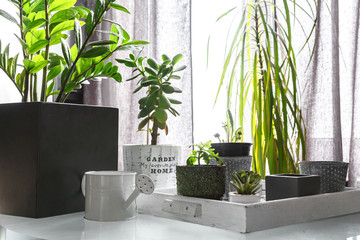 gardening home. Girl replanting green pasture in home garden.indoor garden,room with plants banner Potted green plants at home, home jungle,Garden room, Home gardening, Plant room, Floral decor..