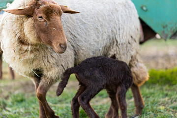 Kleines Lamm in der Abendsonne